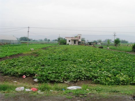 Japan Nuke Crisis: Japan To Screen All Its Food Supply For Radioactivity